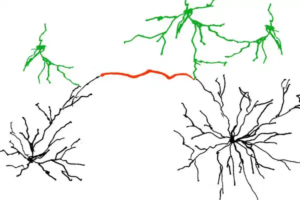 Connections in Networks
